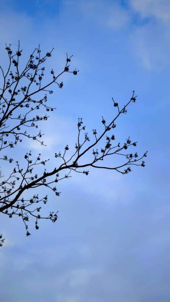 whatsapp image 2026 03 01 at 2.27.19 pm