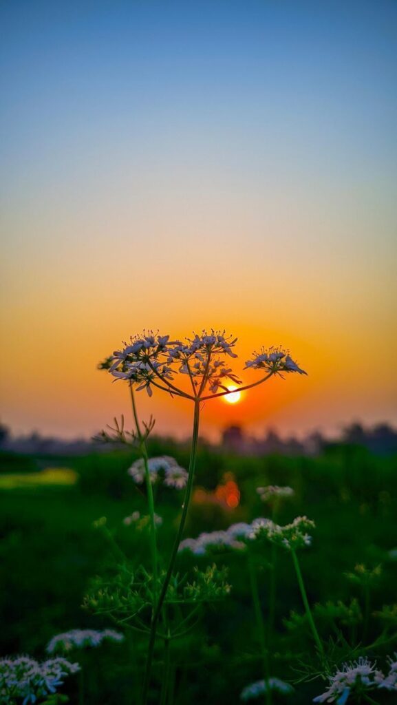 whatsapp image 2026 03 01 at 3.50.24 pm